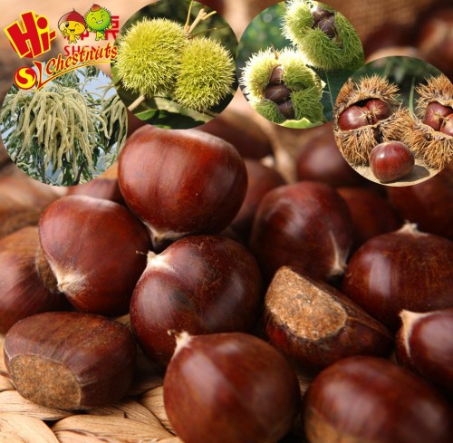 New Crop Chinese Chestnuts, raw fresh chestnuts, bulk chestnut for sale