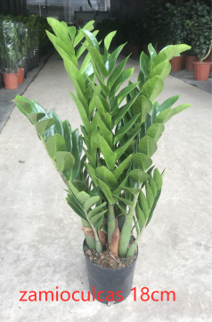 bulk Zamioculcas zamiifolia 180# factory