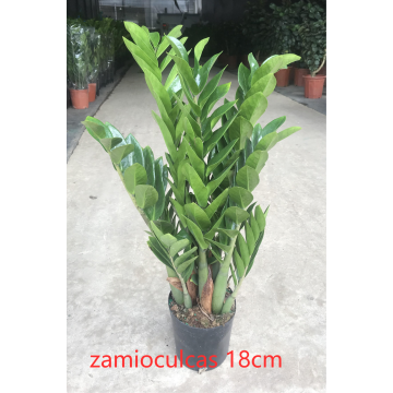 벌크 Zamioculcas Zamiifolia 180# 공장