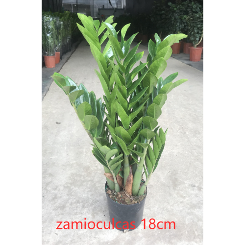 bulk Zamioculcas zamiifolia 180# factory