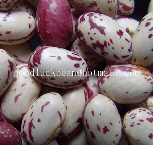 180~200pcs Borlotti Feijao (American Round)