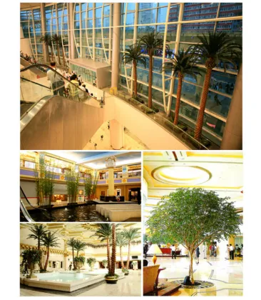 Outdoor royal coconut palm tree for outdoor landscape decoration