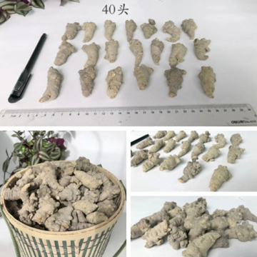 تلوث خالية من notoginseng بجودة عالية