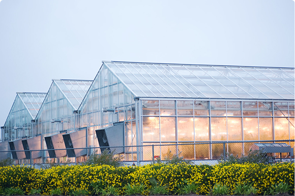 PC sheets in greenhouses