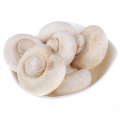 White Button Mushroom Extract Agaricus Bisporus powder