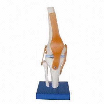 Knee Joint Model, Made of PVC, Measures 17 x 14.5 x 29.5cm