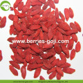 Neue Ankunft Super Food getrocknete Wolfberry Goji