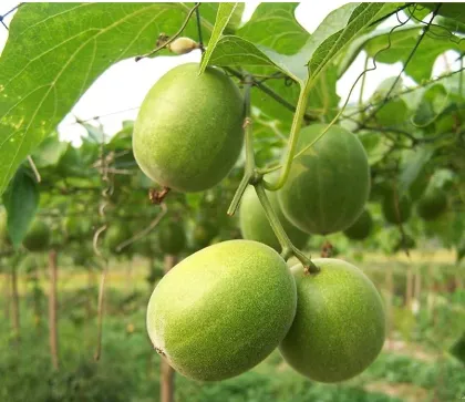 Organic Luo Han Guo extract mogrosides