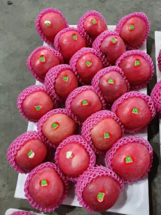 Fresh Full Red Color Paper Bag FUJI Apple