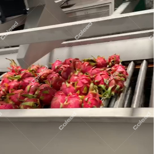 Vegetales de corte fresco secador de aire para procesamiento de verduras