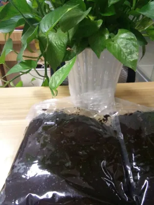 Organic Black Garlic Paste with 500g