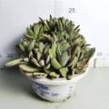 Kalanchoe Roseleaf ด้วยราคาที่ต่ำกว่า