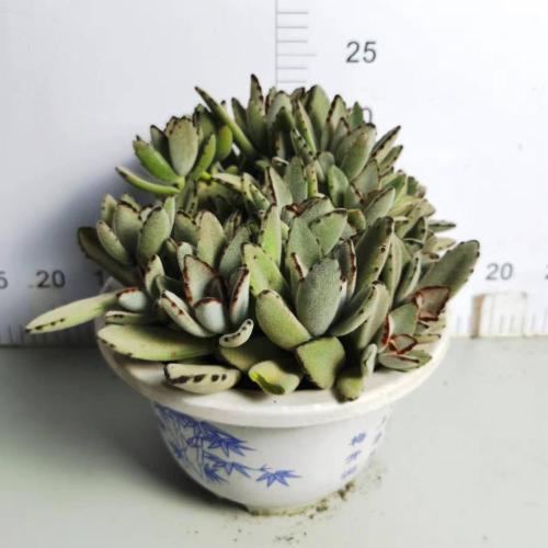 저렴한 가격으로 Kalanchoe Roseleaf