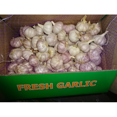 2019 Hot Sale Fresh Garlic