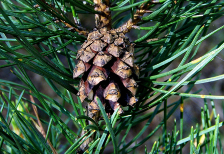 French coastal pine bark extract