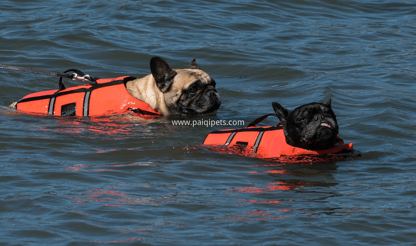 dog life jacket