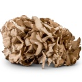 Estratto di funghi Maitake Grifola Frondosa Mushroom in polvere