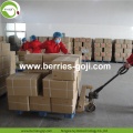 Approvisionnement d&#39;usine Fruits en vrac Dry Goji Berry