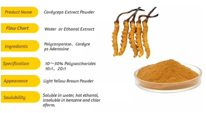 Cordyceps Extract