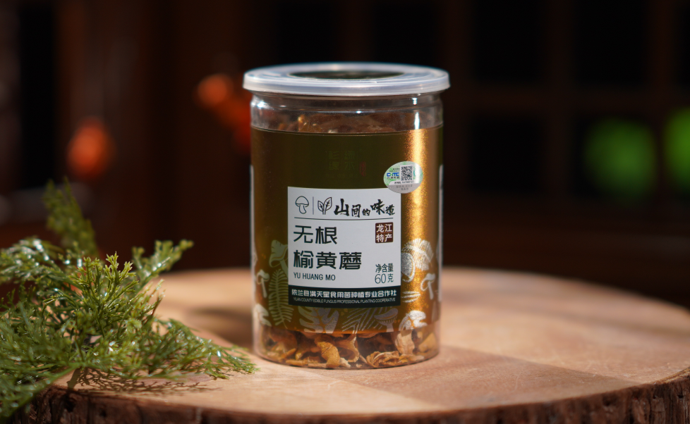 Elm Yellow Mushroom3