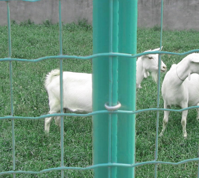 Vista de malla de holandia de ganado barato en la venta