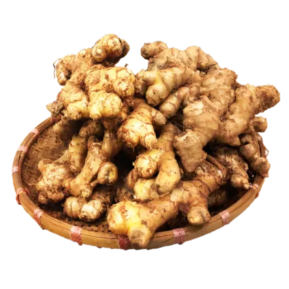 Chinese Famous Brand Ginger from Top Vendor