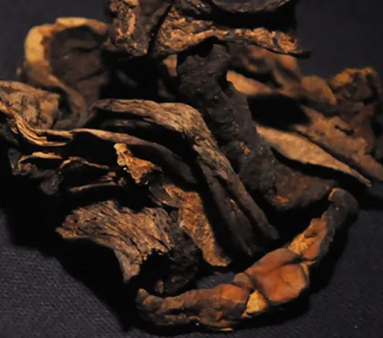 Black boletus paddock stool anti-cancer mushroom