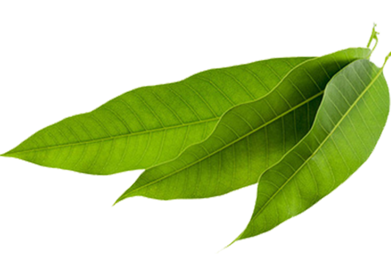 Mongo leaf