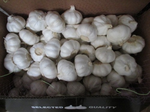Pure White Garlic Size 5.5cm Crop 2020