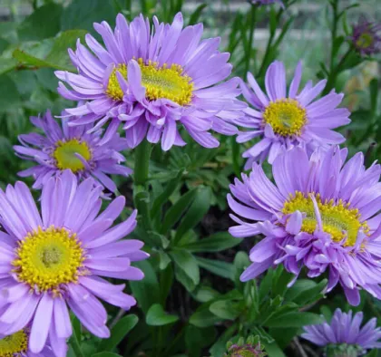 Hybrid flower company supply callistephus chinensis seeds