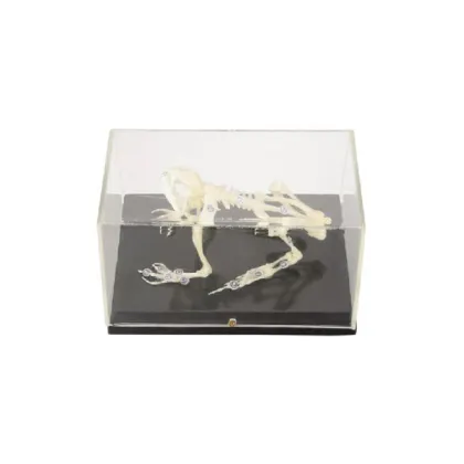 50201.06 Toad Skeleton: Information, Anatomy, and Significance in Biology