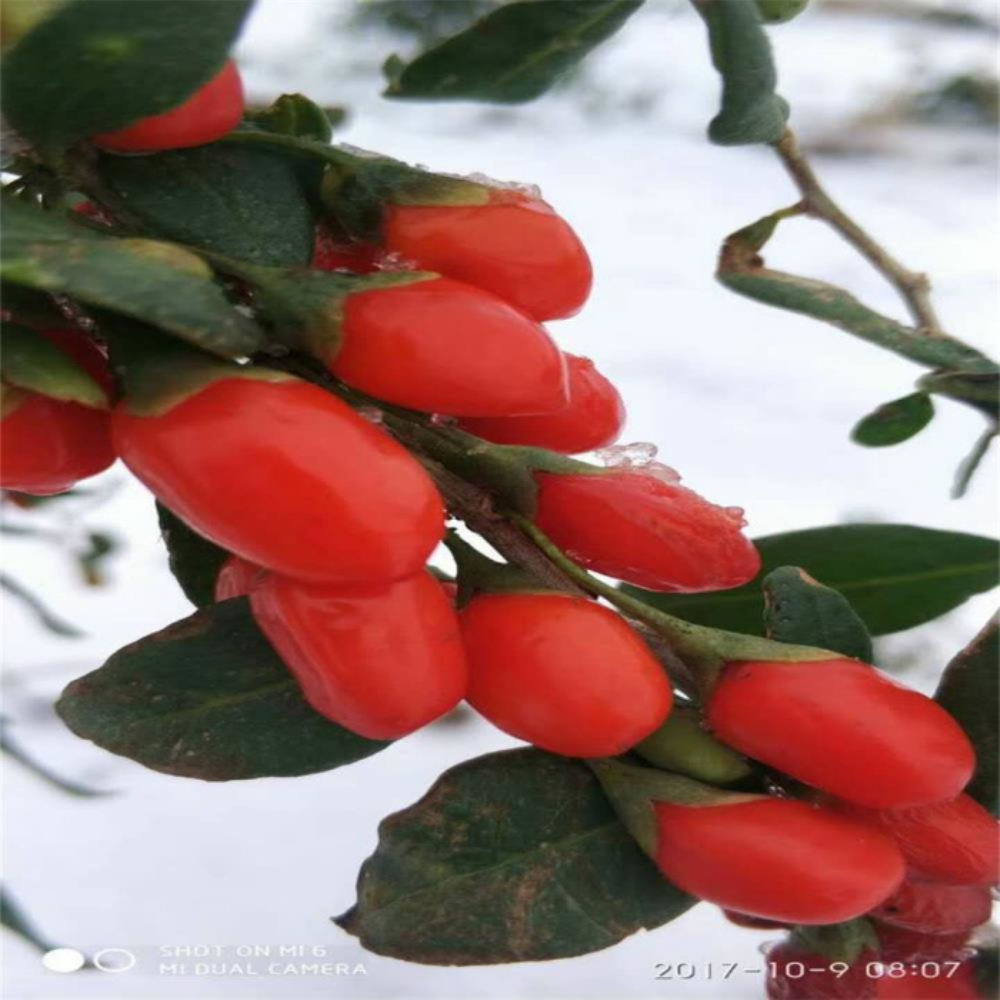 Hoge voedingswaarde Hete Goji-bessen met weinig pesticiden