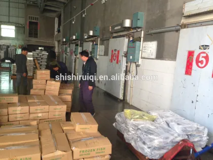 Frozen Fresh Sardines, Pilchard, High Quality NEW ARRIVAL