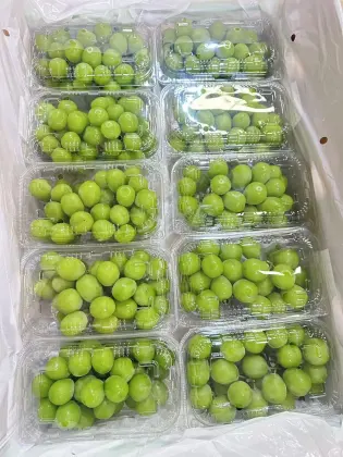 Delicious Sunshine Rose Grape