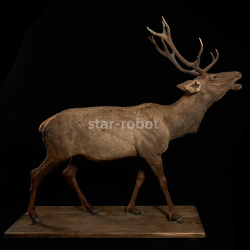 Mô hình moose Tây Tạng kích thước cuộc sống hoạt hình