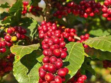 Yunnan Feesh Strawberry Coffee Blend