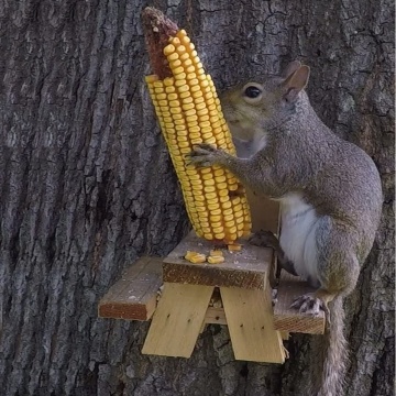 Outside Squirrel & Chipmunk Pine Wood Feeder