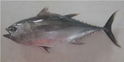 Whole Round Sea Frozen Big Eye Tuna
