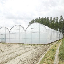 Multi Spens Plastic Film Greenhouse