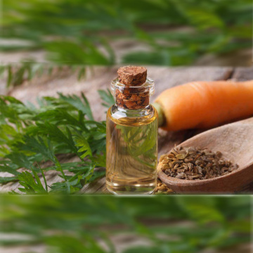 Natural carrot seed oil essential oil