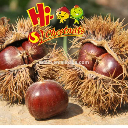Wholesale Chestnut Fresh Chinese chestnut