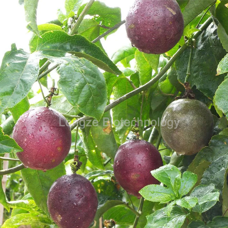 Passiflora
