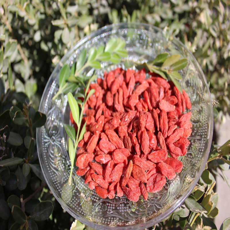 Hohe Ernährung Zertifizierte Goji für verlorenes Gewicht