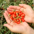 Size 750 Organic Goji Berry