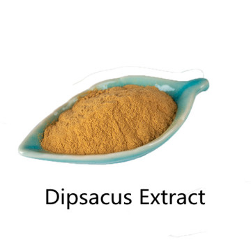 Buy online active ingredients Dipsacus Extract Powder