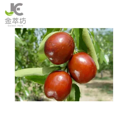 factory supply jujube extract ziziphus jujube extract 50% Jujube polysaccharide