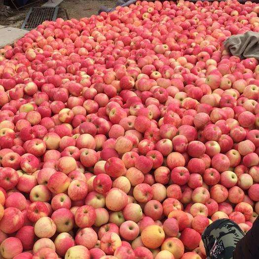 Bagged Jiguan apple