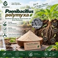 مسحوق بروبيوتيك Paenibacillus polymyxa للزراعة وإدارة الجذور