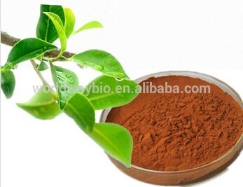 free sample green tea extract HACCP Kosher FDA 70% EGCG 98% polyphenol 85% catechin green tea extract powder