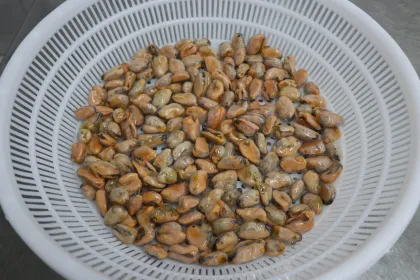 Good Quality Frozen Cooked Mussel Meats